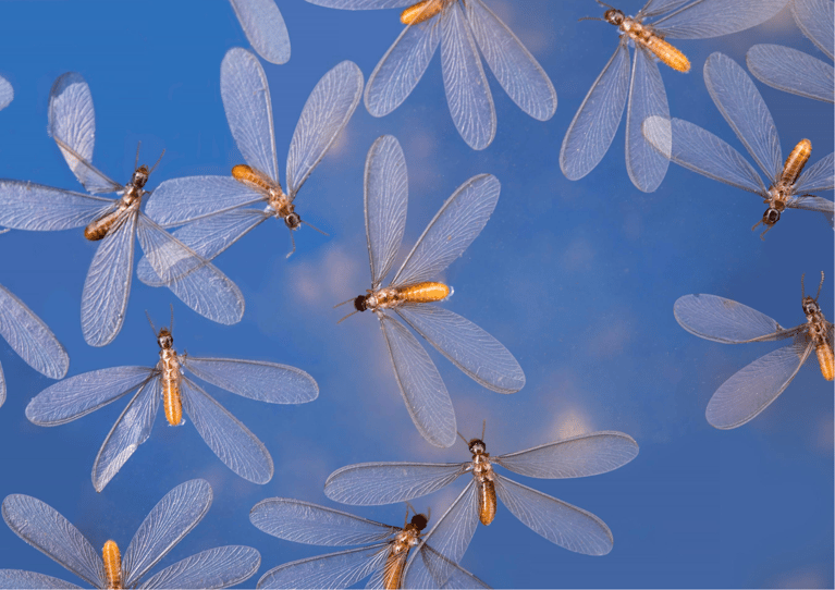 Alates (Flying Termites)